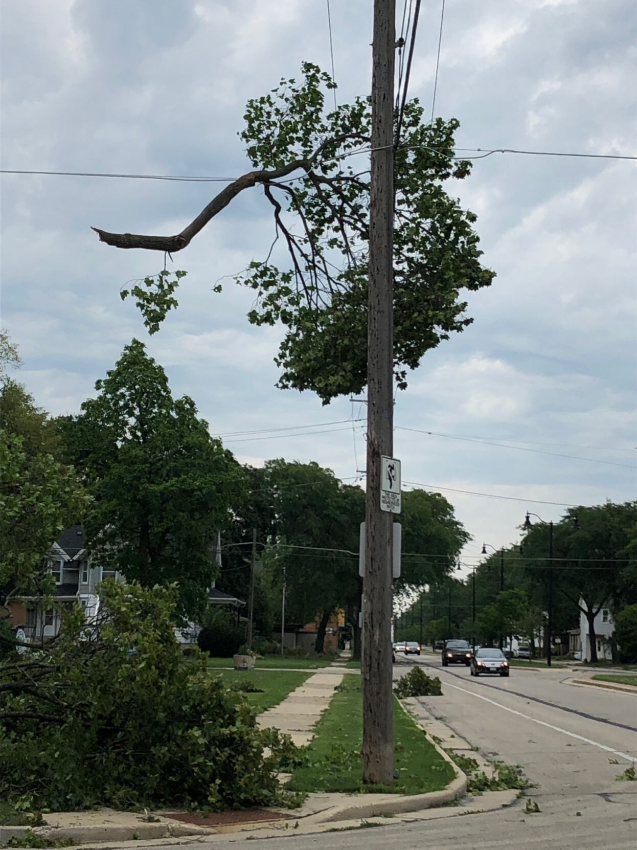 Hanging branch